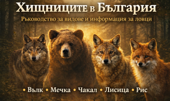 Хищниците в България – Видове, разпространение и ловни особености