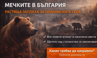 Мечките в България: растяща популация и риск за селата