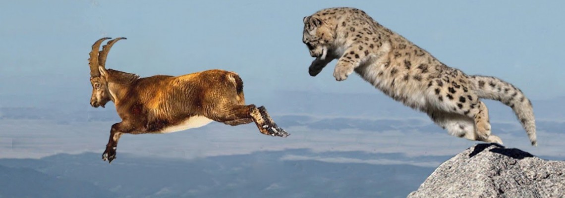 Panthera uncia – господарят на високите планини