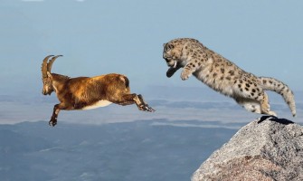Panthera uncia – господарят на високите планини
