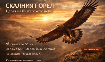 Скалният орел – царят на небето и неговият статут на защитен вид в България