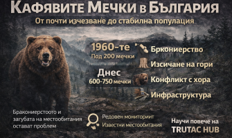 Кафявата мечка (Ursus arctos) в България – от защитен вид до съвременните заплахи